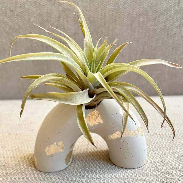 Arch Cement Gold Flecked Planter
