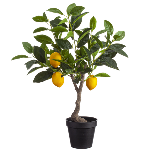 23.5" Lemon Tree in Plastic Pot Yellow Green