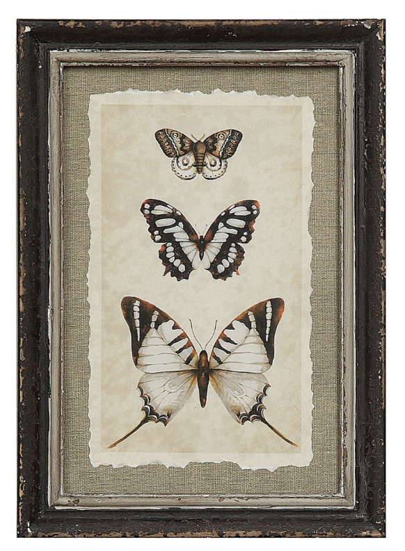 Wood Framed Insect Print /4 Styles Individually