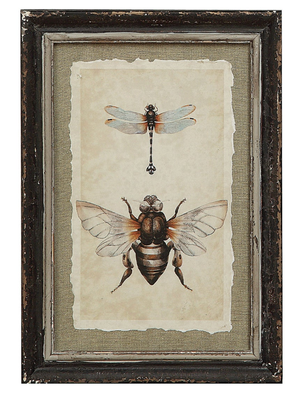 Wood Framed Insect Print /4 Styles Individually