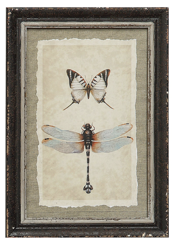 Wood Framed Insect Print /4 Styles Individually