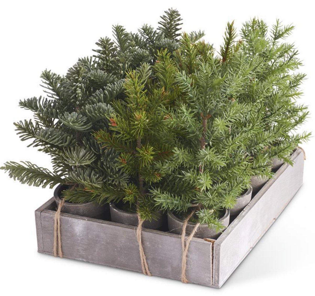 Assorted Potted Short Pine w/Wood Tray – Hallstrom Home
