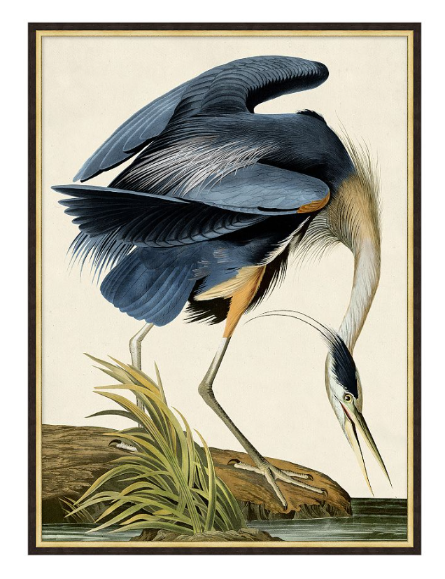 35.5x27.5" BLUE HERON FRAMED W/ GLASS