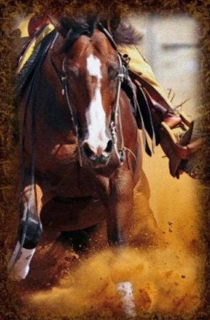 Racer 24x36 Canvas Wrap Print Horse