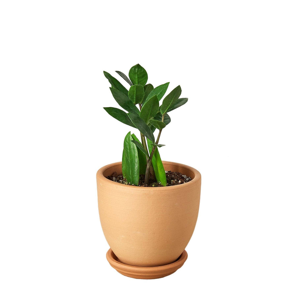 Zamioculcas Zamiifolia ZZ - Live ZZ Plant