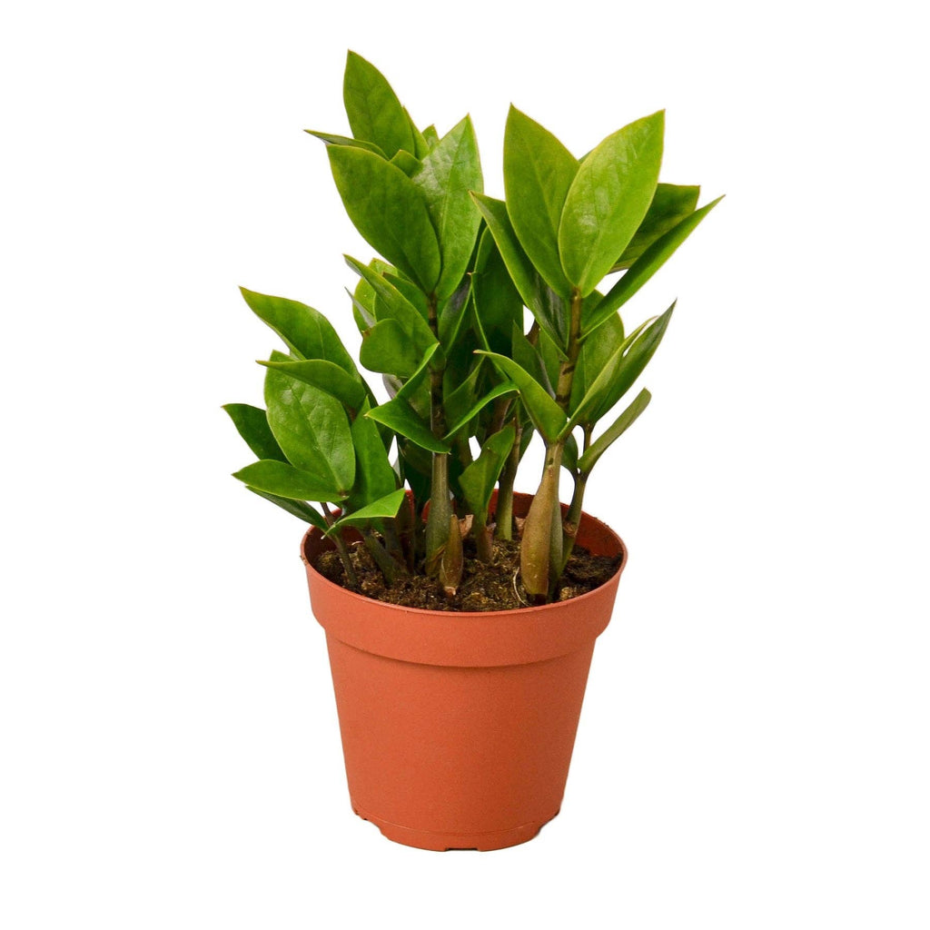 Zamioculcas Zamiifolia ZZ - Live ZZ Plant