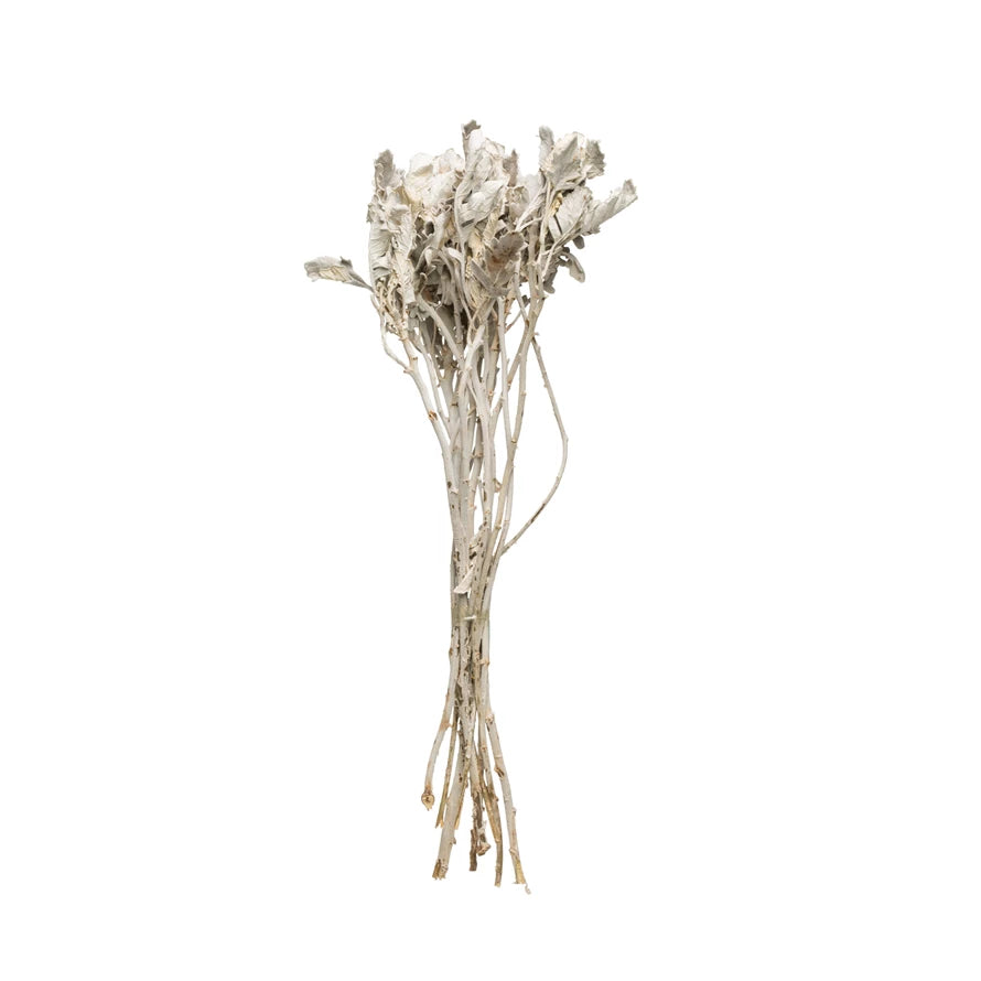 Dried Natural Dusty Miller Bunch