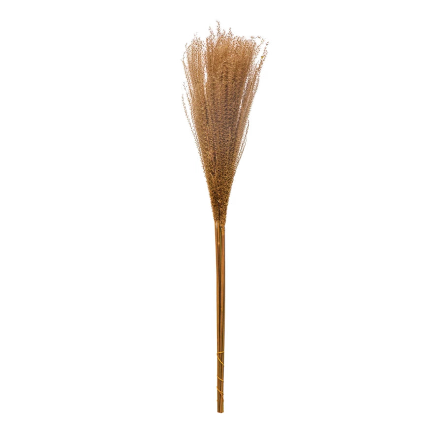 Dried Natural Grass Plume