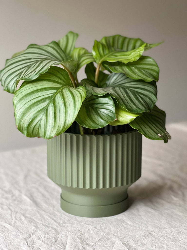 Lightweight Green Planter Pot | Olive Green| 4", 6" 8" With Drip Tray