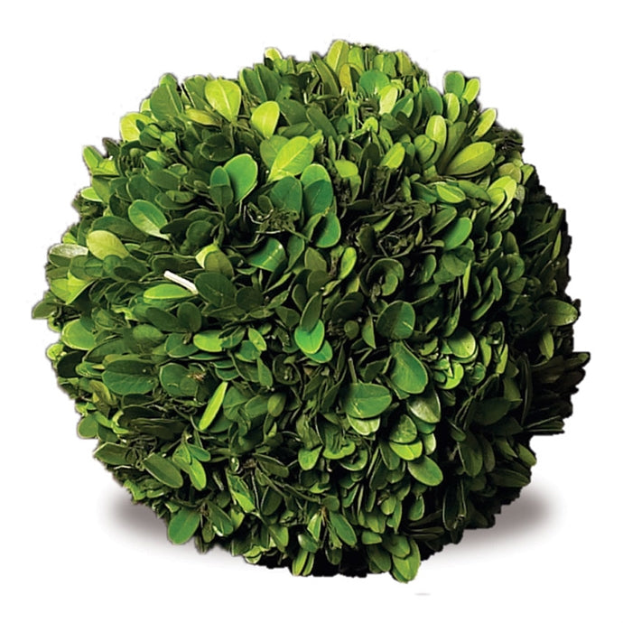 Preserved Boxwood Ball 6"