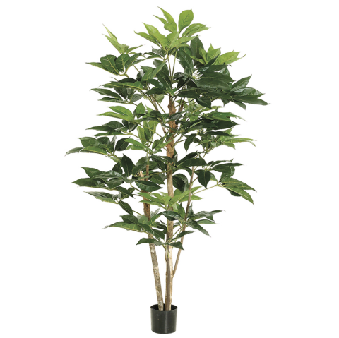 5' Schefflera Tree w/317 Leaves in Pot Green