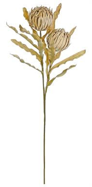 Dried Protea